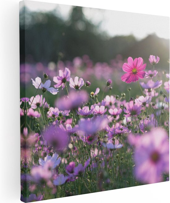 Artaza Canvas Schilderij Bloemenveld Met Paarse Kosmos  - 30x30 - Klein - Foto Op Canvas - Canvas Print