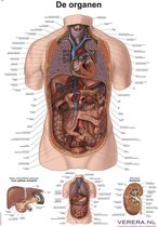 Anatomie poster organen (Nederlands/Latijn, 50x70 cm)