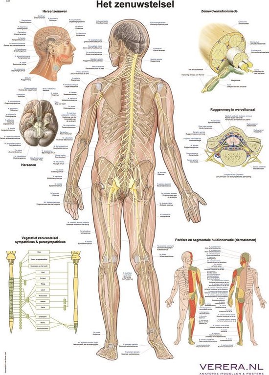 Anatomie poster zenuwstelsel (Nederlands/Latijn, papier, 50x70 cm)