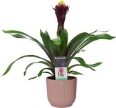 FloraExpert - Guzmania - 55 Cm - Ø 14