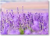 Paars Lavendel in Lavendelveld - 70x50 Canvas Liggend - Bloemen - Natuur