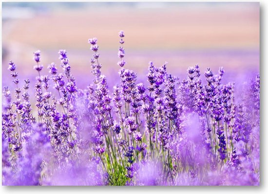 Lavendel | Canvas Liggend | Bloemen
