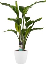 Decorum Strelitzia Nicolai - Kamerplant - Met Elho® Brussels Bloempot Wit - 75cm