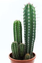 Ikhebeencactus | Rhipsalidopsis gaertneri | Rode bloemen | Paascactus | Lidcactus | Bloeiende cactus | Set van 2 stuks | Makkelijke kamerplant