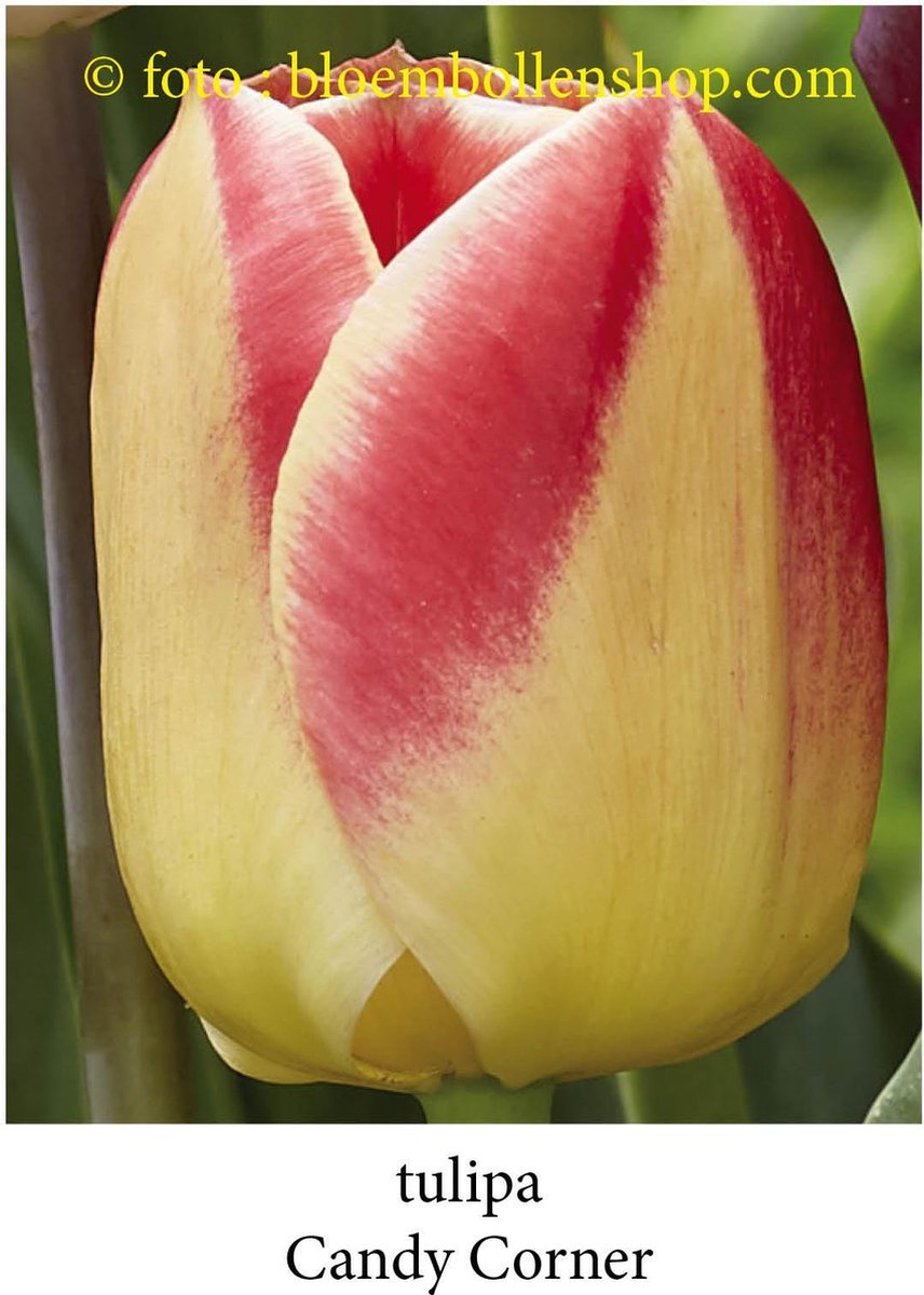tulp Candy Corner 25 bollen maat 12/+ tulpen - bloembollen- tulpenbollen