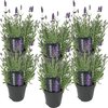 6x Lavandula Plant