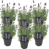 6x Lavandula angustifolia 'Ardèche' - Lavendel - Heester - Winterhard - ⌀12 cm - 20-25 cm