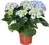 Hydrangea macrophylla 'Early Blue'– Hortensia – Heester - Winterhard - ⌀14 cm - 30-40 cm