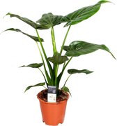 Alocasia 'Cucullata' | Olifantsoor - Kamerplant in kwekerspot ⌀19 cm - ↕55-65 cm