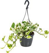 Scindapsus 'N-Joy' in hangpot per stuk | Epipremnum - Kamerplant ⌀17 cm - ↕20 cm