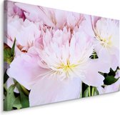 Schilderij - Roos in het roze, eyecatcher voor aan de wand, premium print