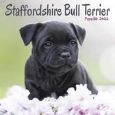 Staffordshire Bull Terrier Kalender 2022 Mini