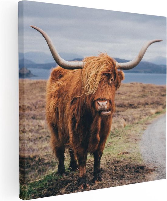 Artaza Peinture sur toile Scottish Highlander Cow On The Road - 70x70 - Photo sur toile - Impression sur toile