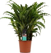Calathea Bluegrass 'Pauwenplant' - Hoogte: ↑ 60 cm - Diameter pot: Ø 17 cm - Merk: Decorum