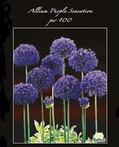 Plantenwinkel Allium Aflatunense Purple Sensation bloembollen per 100 stuks