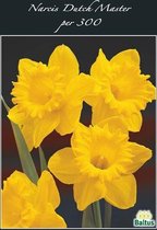 Plantenwinkel Narcissus Dutch Master bloembollen per 300 stuks