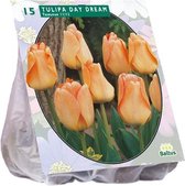 Plantenwinkel Tulipa Day Dream tulpen bloembollen per 15 stuks