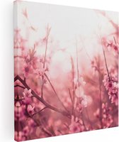 Artaza Canvas Schilderij Roze Bloesemboom Met Zonneschijn - 90x90 - Groot - Foto Op Canvas - Canvas Print