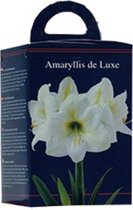 Plantenwinkel Amaryllis in Doos Wit Giftbox 4 kant