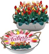 Plantenwinkel Giftbox Tulpen Greigii Mix in Teil bloembollen per 12 stuks