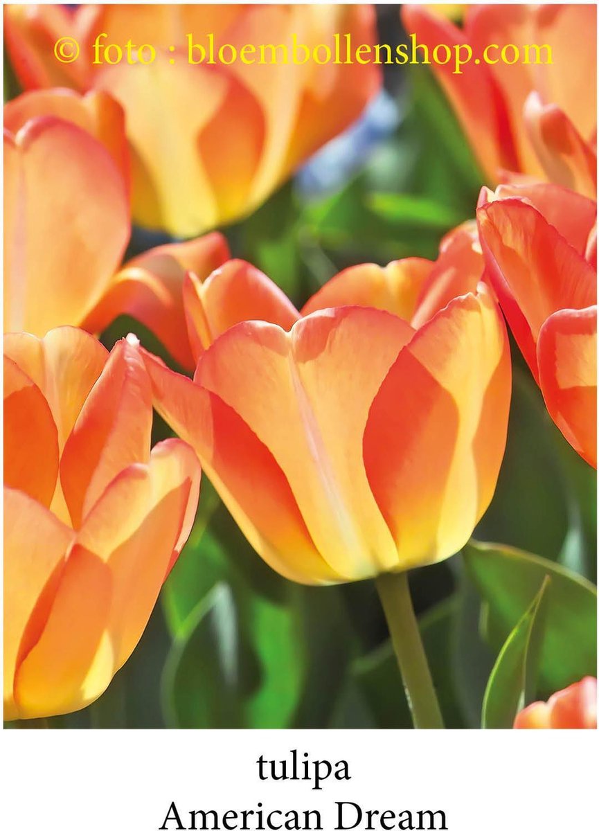 tulp American Dream 25 bollen maat 12/+ tulpen bloembollen