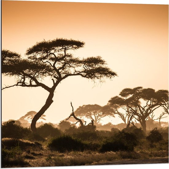 Dibond - Afrikaanse Bomen onder Oranje Lucht - 80x80cm Foto op Aluminium (Wanddecoratie van metaal)