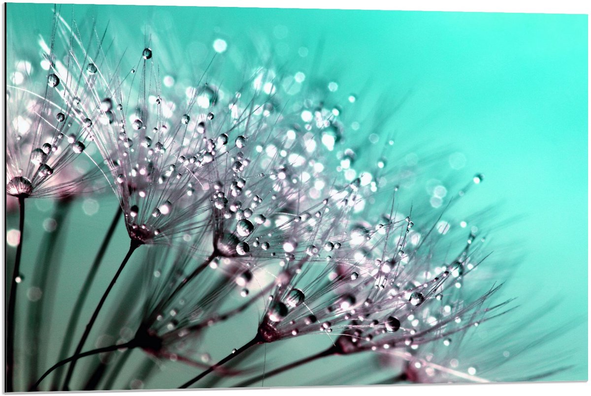 KuijsFotoprint Dibond - Close up Paardenbloem - 90x60cm Foto op Aluminium (Wanddecoratie van metaal) Blauw