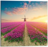 Dibond - Molen in Tulpenveld - 50x50cm Foto op Aluminium (Wanddecoratie van metaal)