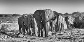 160 x 80 cm - glasschilderij - Kudde olifanten - schilderij fotokunst - foto print op glas