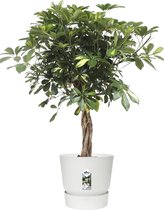 Schefflera Arboricola Gold Capella in Elho® Greenville pot ↨ 100cm - hoge kwaliteit planten