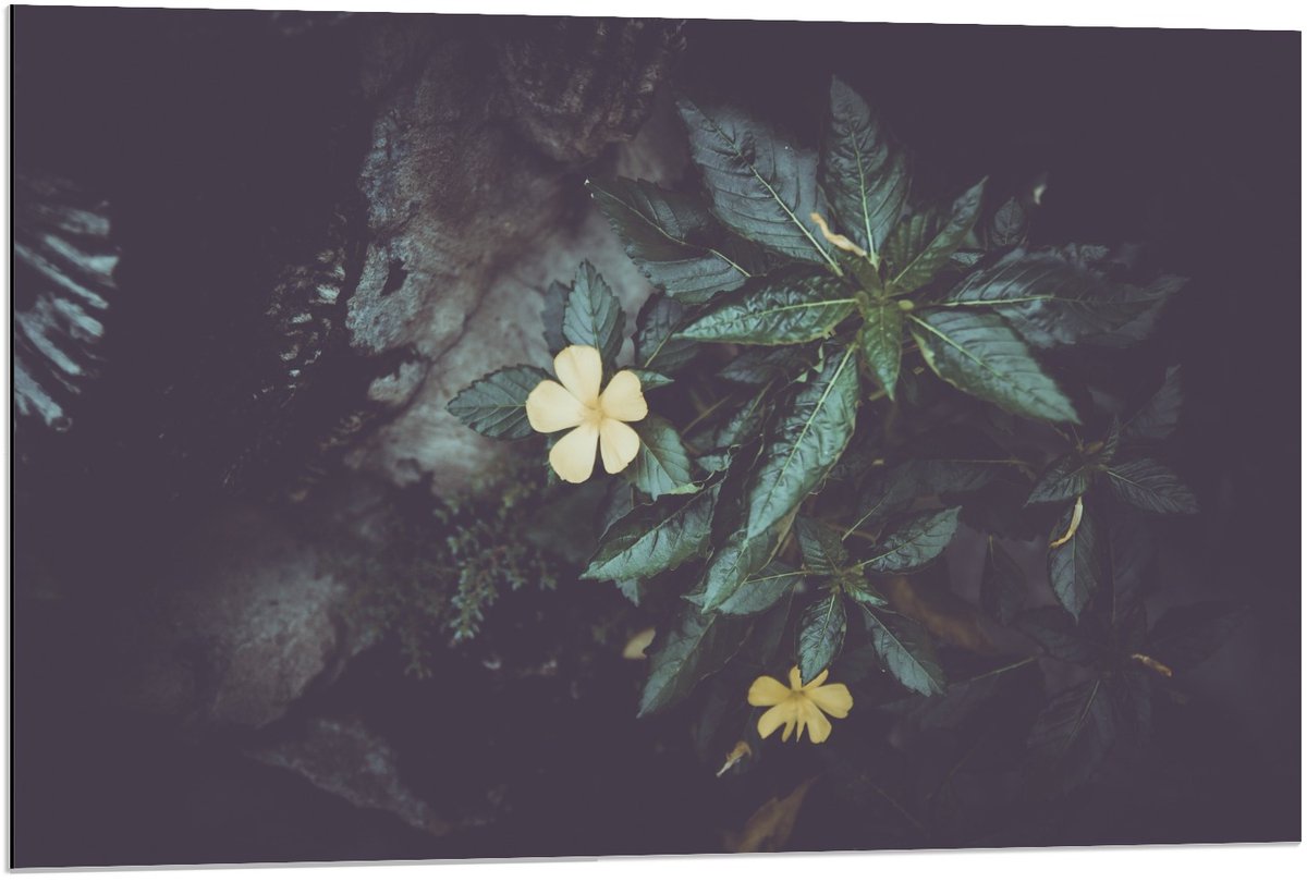 KuijsFotoprint Dibond - Groene Planten met Gele Bloem - 90x60cm Foto op Aluminium (Wanddecoratie van metaal)