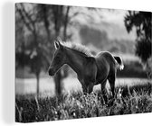 Canvas Schilderij Quarter paard veulen in weiland - zwart wit - 90x60 cm - Wanddecoratie