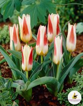 Ilovetulipa - Ilovedahlia, Tulips Johann Strauss 12/+ (x10)