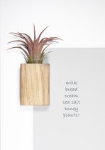 Uniek geschenk - cadeau - Luchtplant - Airplant - Magnetische luchtplant houder - 3 stuks - Koelkast magneten - Whiteboard magneten - Cadeauset