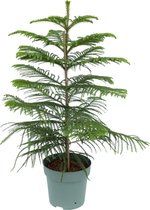 Kleine kerstboom (Araucaria heterophylla) 90cm hoog Ø24cm