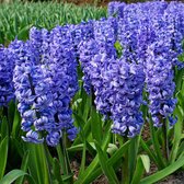 15x Hyacinten -  Hyacinthus 'Delft Blue' - Blauw - 15 bollen