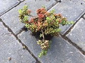 Sedum Album Athoum (per stuk) - Sedumpluggen voor groen dak