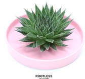 ROOTLESS Aloe – vetplant - licht roze pot 20 cm - ZERO water