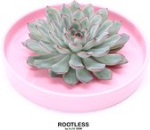 ROOTLESS Echeveria groen, roze rand – vetplant - zacht roze pot 20 cm - ZERO water