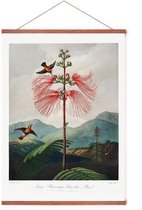 Poster In Posterhanger - The Temple of Flora - Kader Hout - Botanisch - Thornton Art - Vintage - 70x50 cm - Ophangsysteem