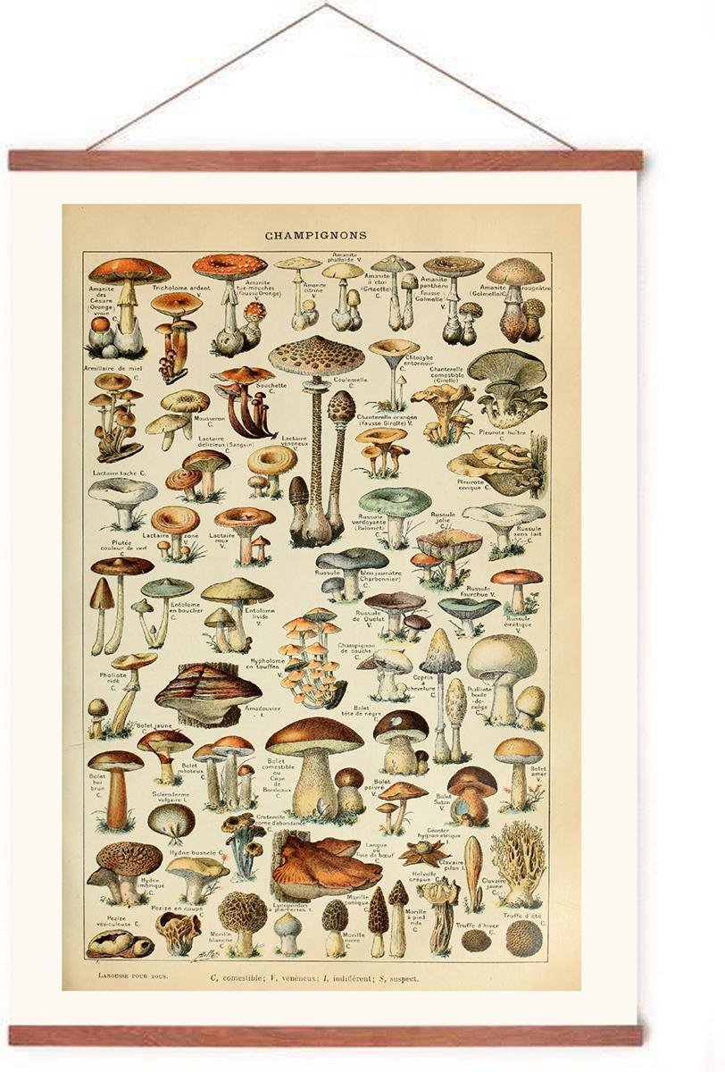 Esque Poster In Posterhanger - Vintage Champignons - Kader Hout - Paddenstoelen Botanisch - 70x50 cm - Ophangsysteem
