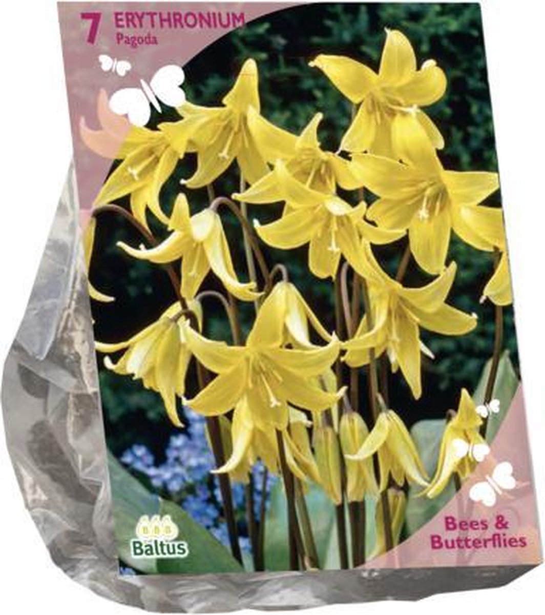 Baltus - Bees & Butterflies Erythronium per 7 bloembollen