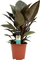Kamerplant van Botanicly – Philodendron Congo Red – Hoogte: 70 cm