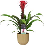 Bloem van Botanicly – Guzmania in beige ELHO plastic pot als set – Hoogte: 45 cm – Guzmania Hope Rood