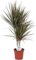 Kamerplant van Botanicly – Drakenboom – Hoogte: 75 cm – Dracaena Marginata Bicolor