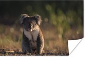 Poster Koala - Zon - Dier - Kids - Jongens - Meiden - 90x60 cm