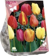 Bees & Butterflies - Tulipa Darwin Mix per 10 (Bio)| Bloembollen | Flower bulbs | Najaarsbloeier |Bulb les fleurs