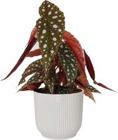 Hellogreen Kamerplant - Stippenplant Begonia Maculata - 25 cm - Vibes Fold Rond Zijdewit