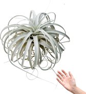 Plantasy | Tillandsia luchtplant Xerographica XXL | 1 stuk | ø 50 cm | Kamerplant | 15 jaar oud | Weinig verzorging | Vers uit eigen familie kwekerij