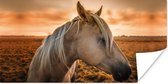 Poster Paard - Zon - Zand - 80x40 cm